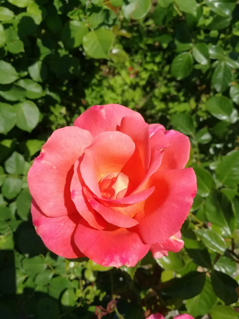 Condolence image of Helga