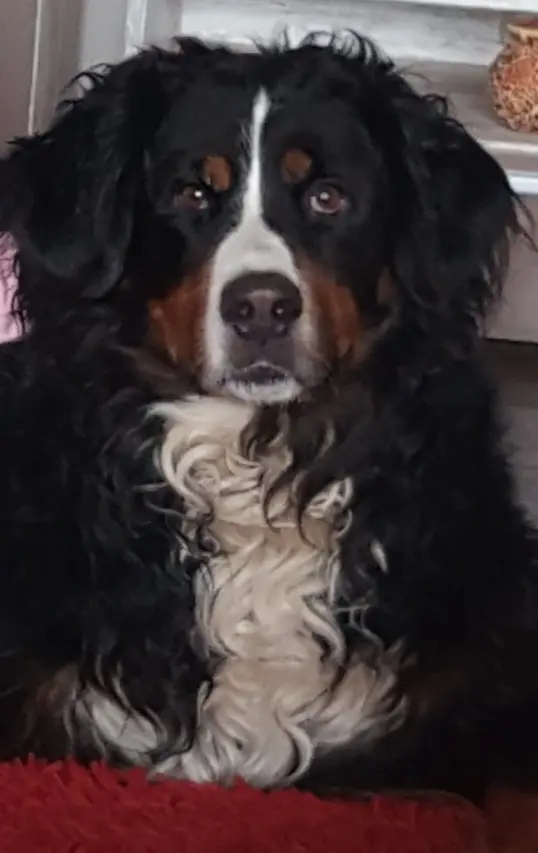 Bild von Bailey