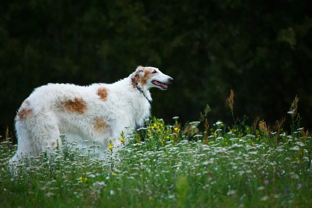 Image from Altai