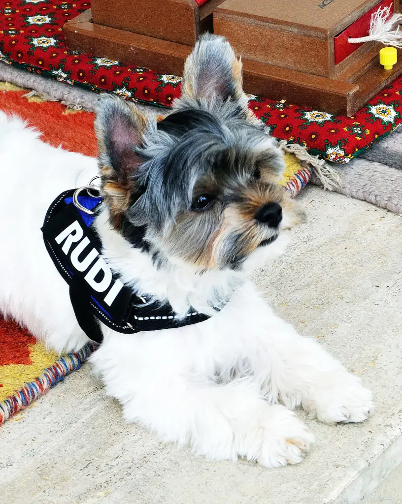 Bild von Rudi