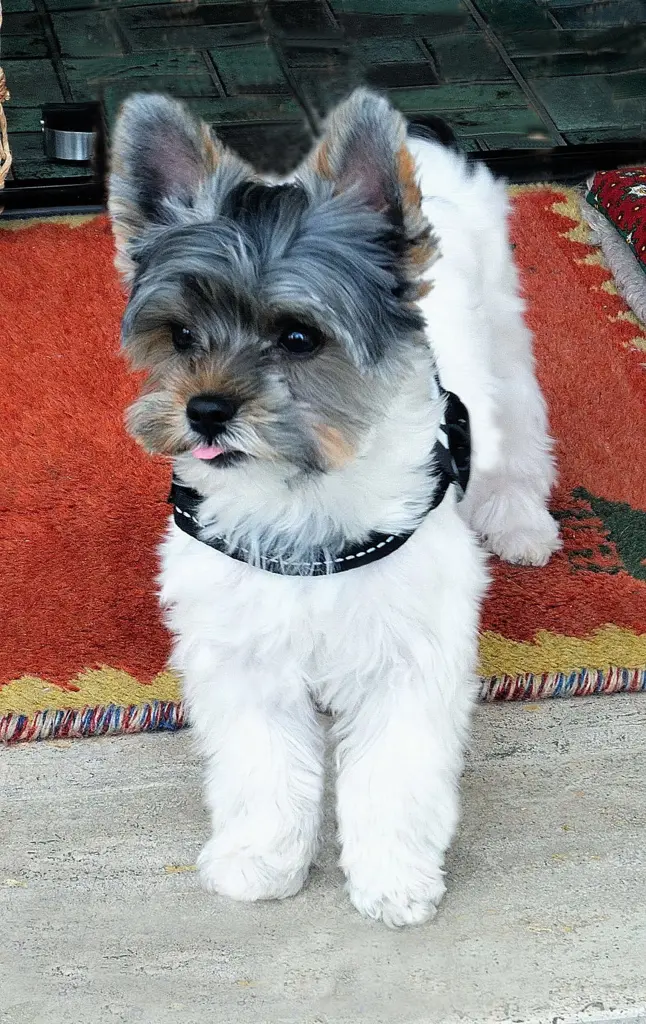 Bild von Rudi