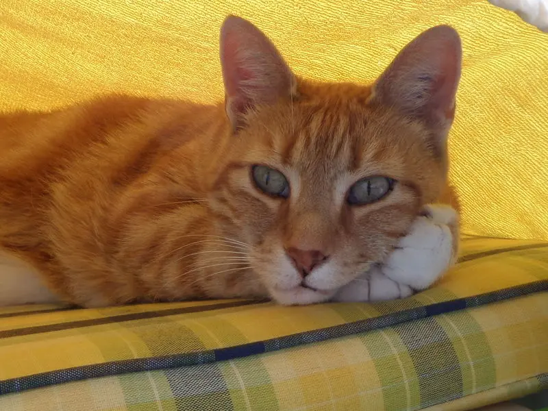Andachtsbild von Irene