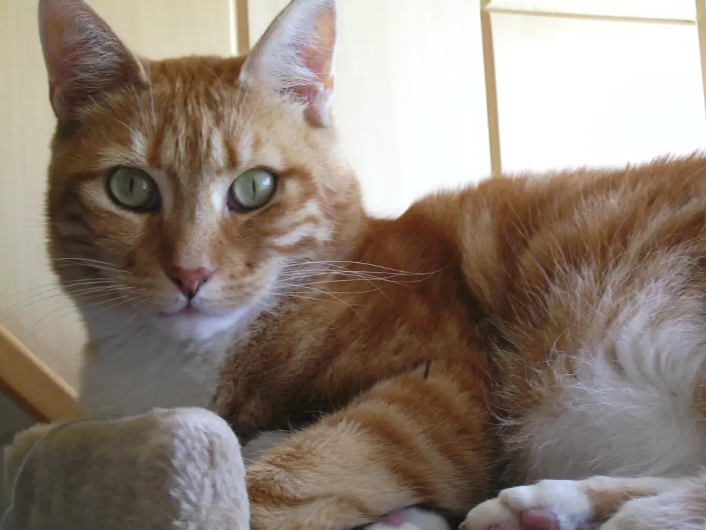 Bild von Balu