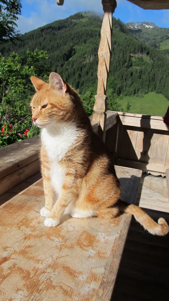 Bild von Balu