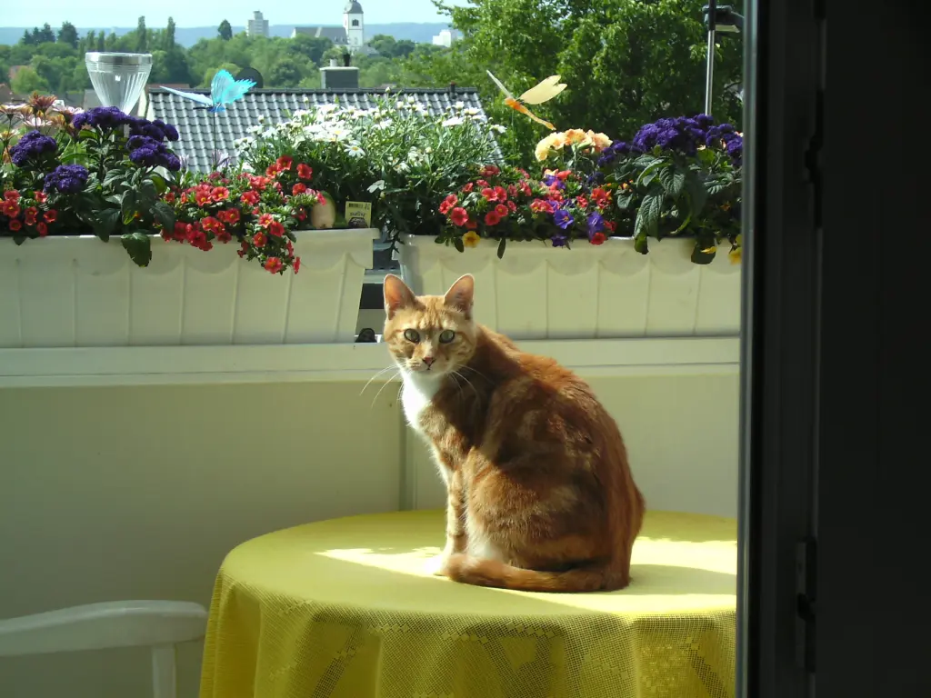 Bild von Balu
