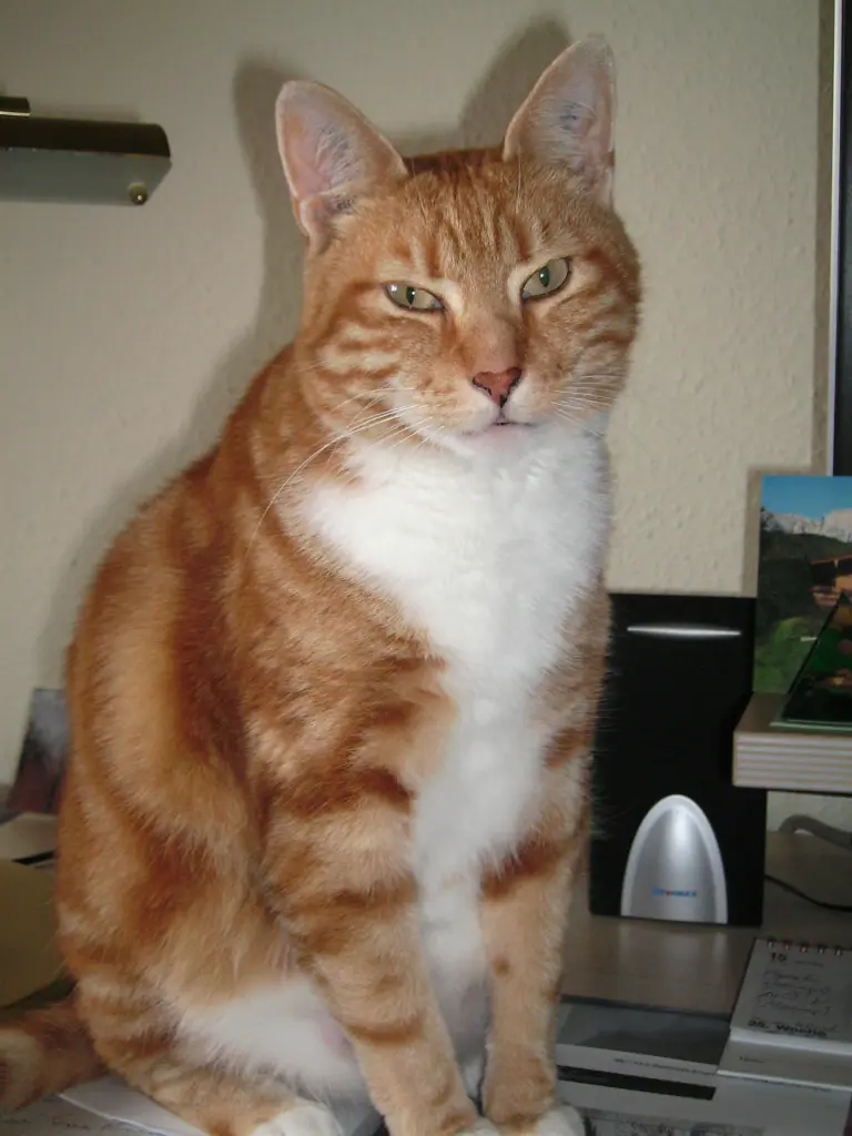 Bild von Balu