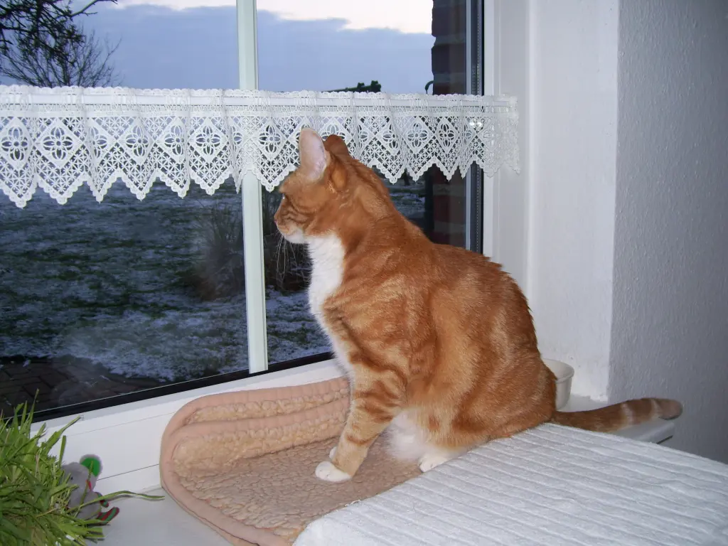 Bild von Balu