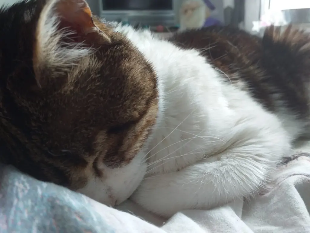 Bild von Casper
