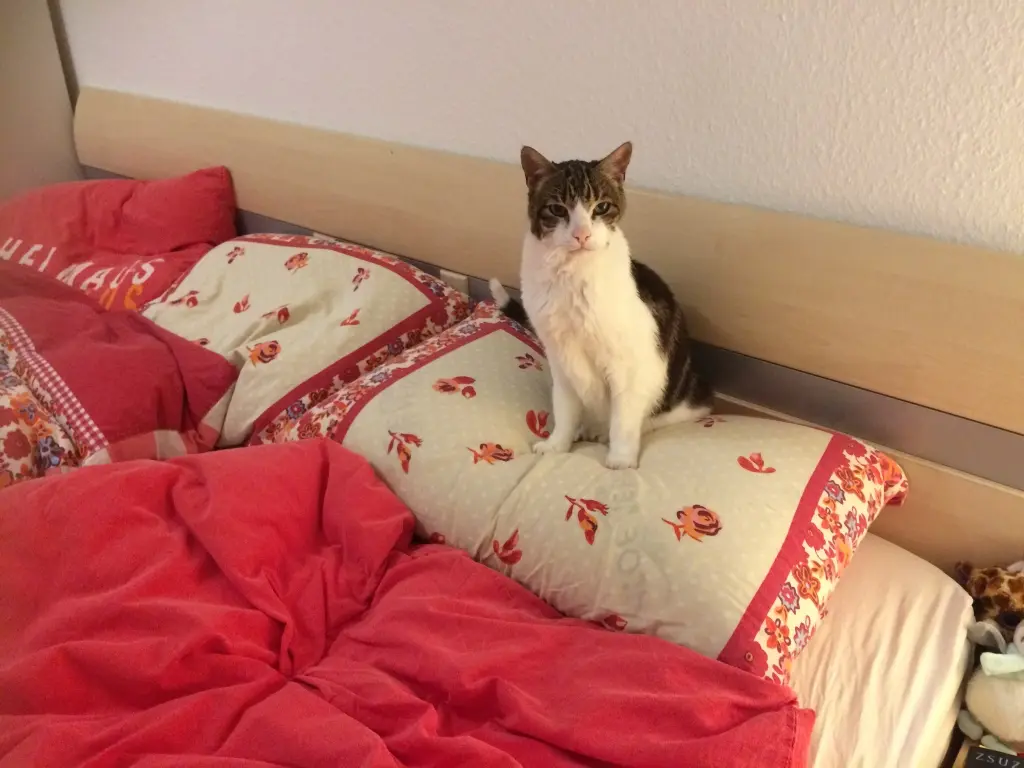 Bild von Casper