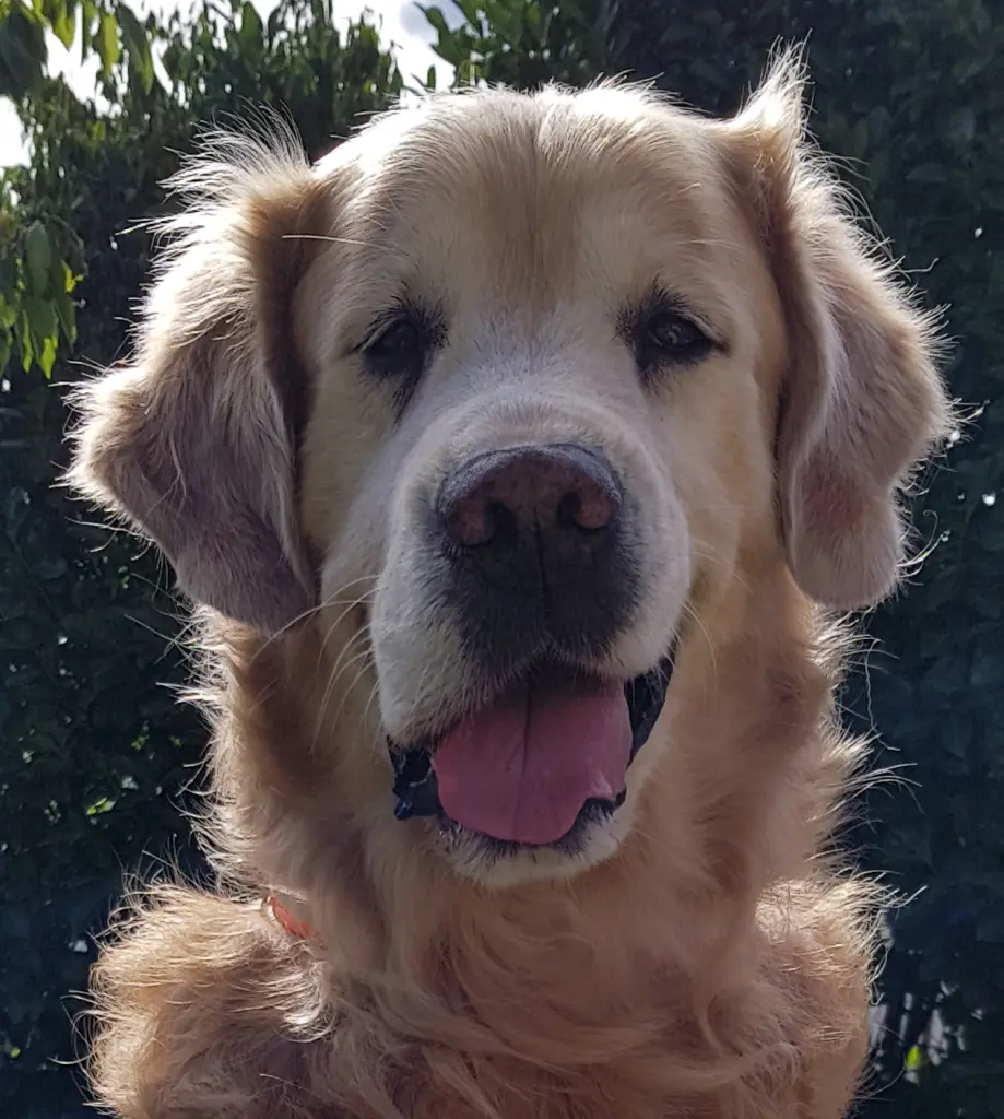 Image from Balou