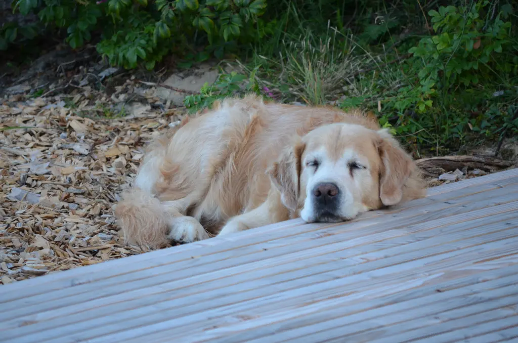 Image from Balou
