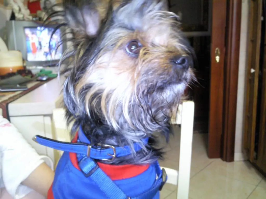 Image from Fuffi
