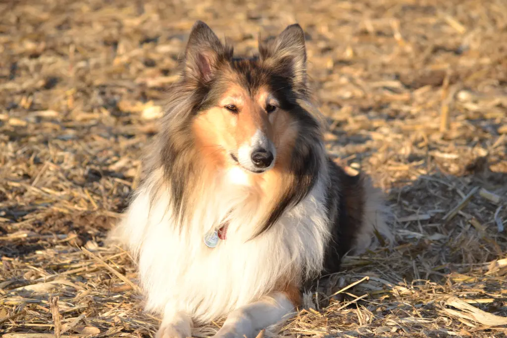 Image from Laika