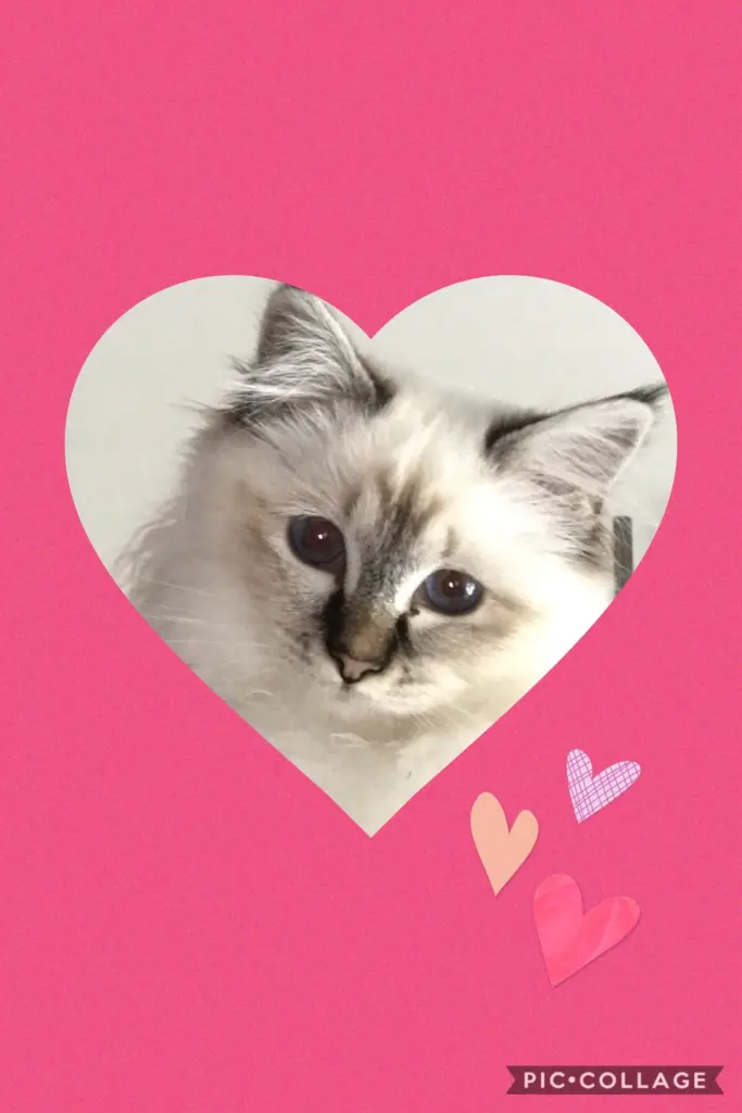 Image from Ella