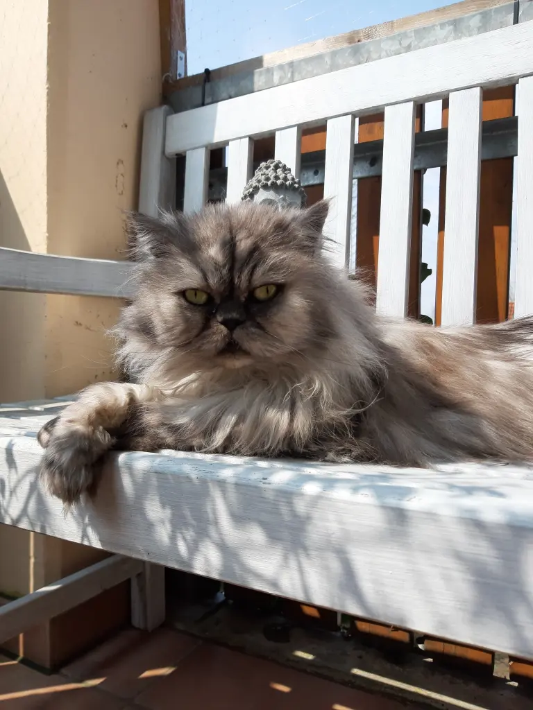 Image from Gismo