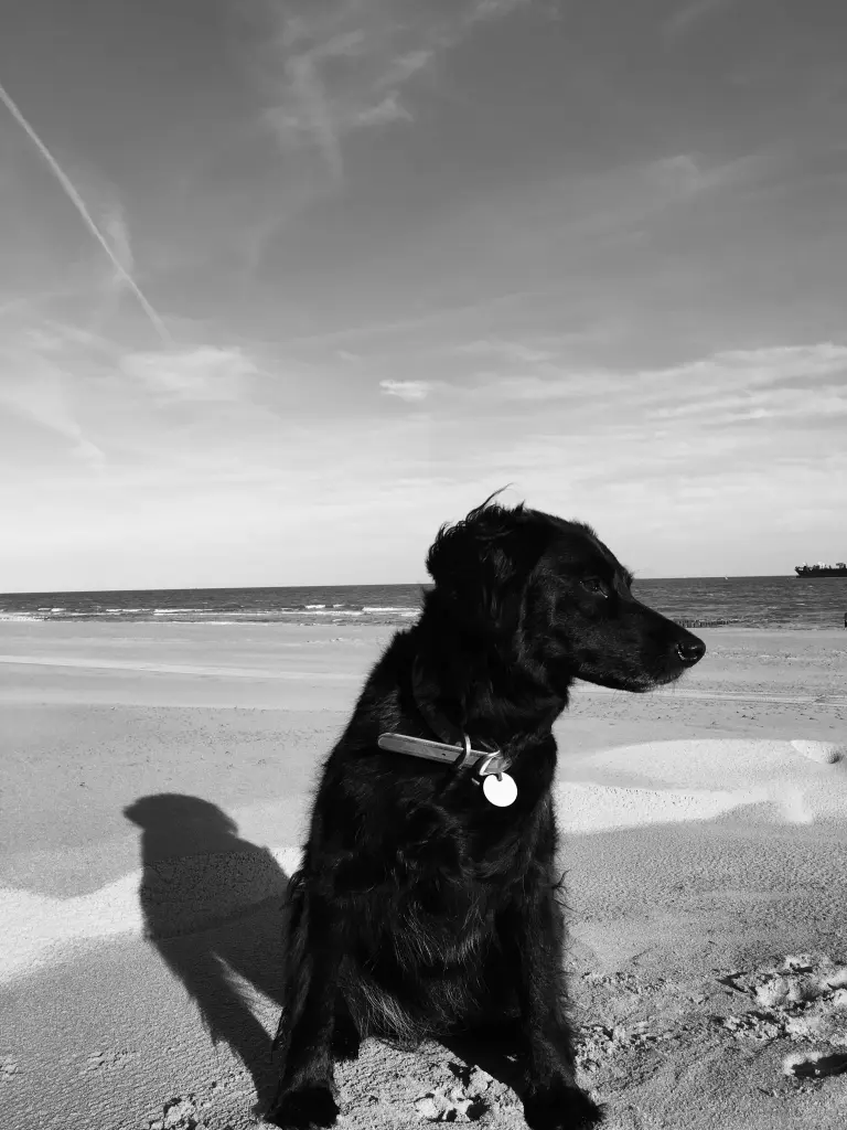 Condolence image of Ina mit Luna im Herzen