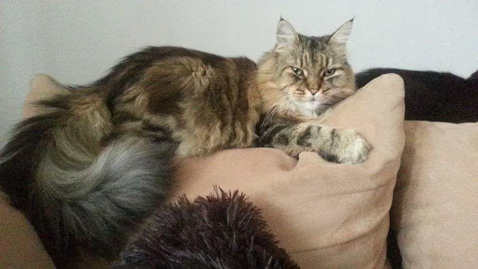 Condolence image of Silke
