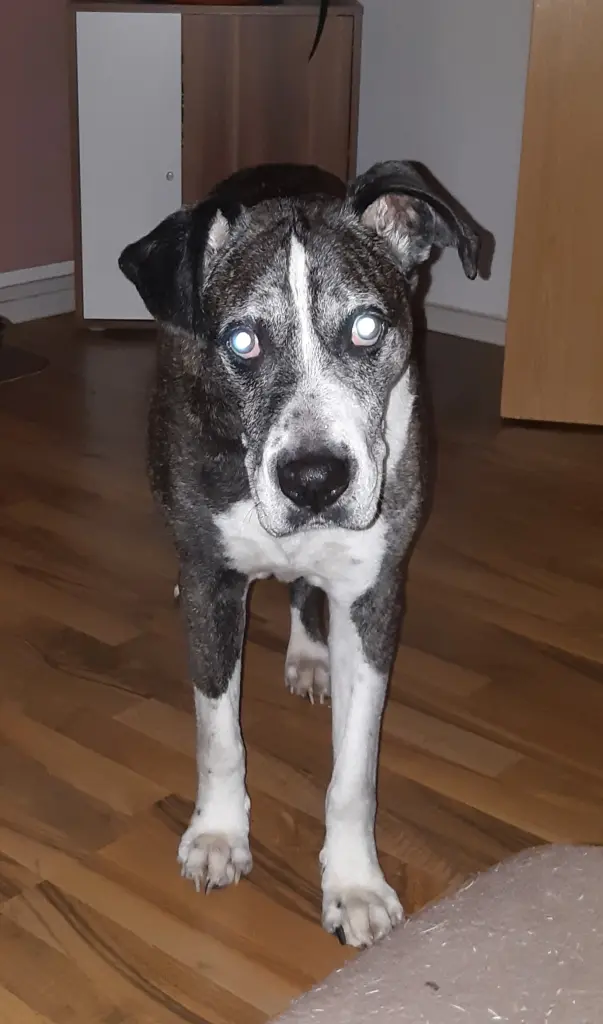 Andachtsbild von Dein Herrchen