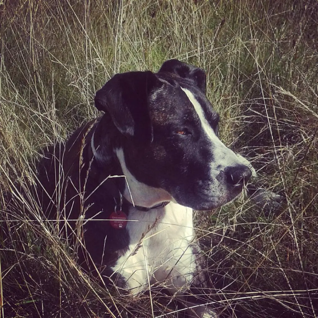 Andachtsbild von Mein Seelenhund