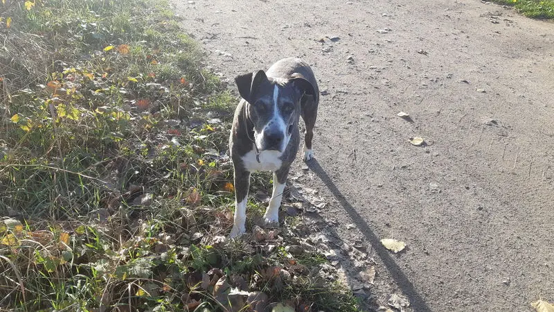 Andachtsbild von Dein vermissendes Herrchen