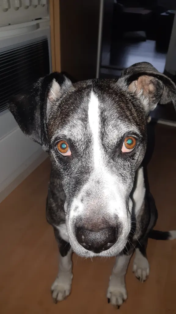 Andachtsbild von Dein Herrchen Ronny