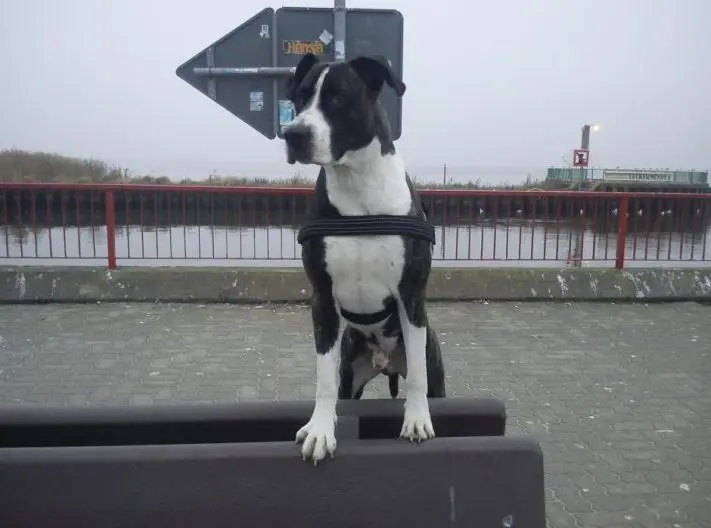 Andachtsbild von Dein Herrchen Ronny