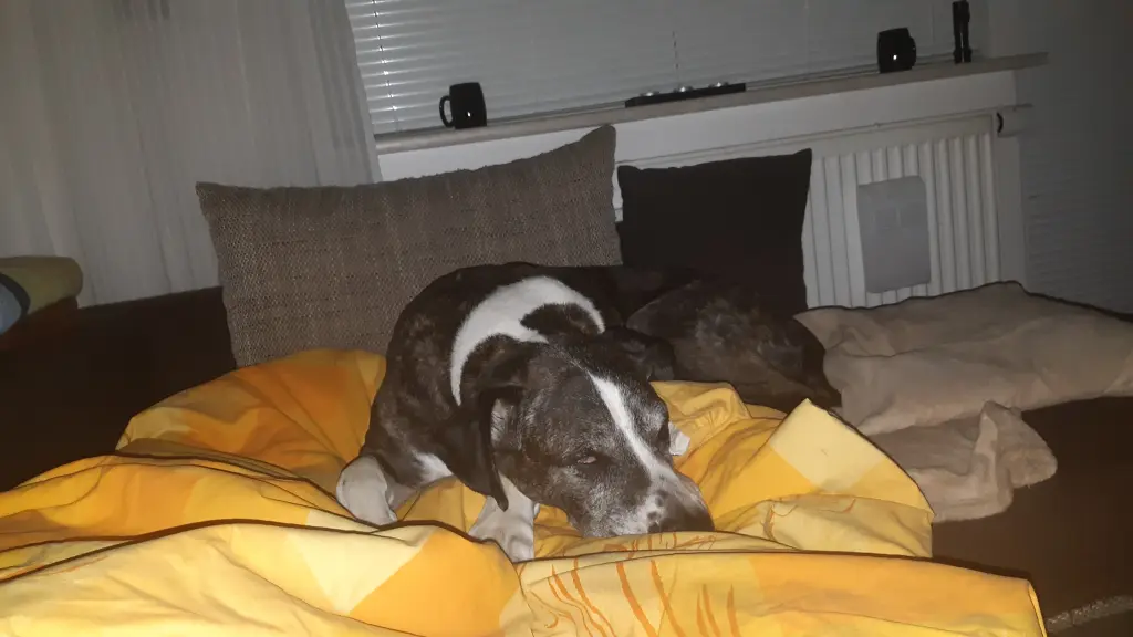 Andachtsbild von Dein Herrchen Ronny