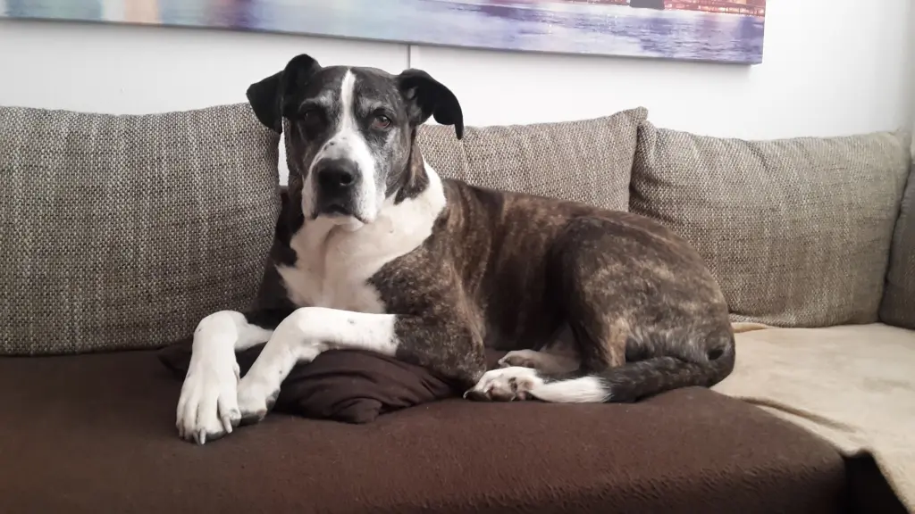 Andachtsbild von Dein Herrchen Ronny