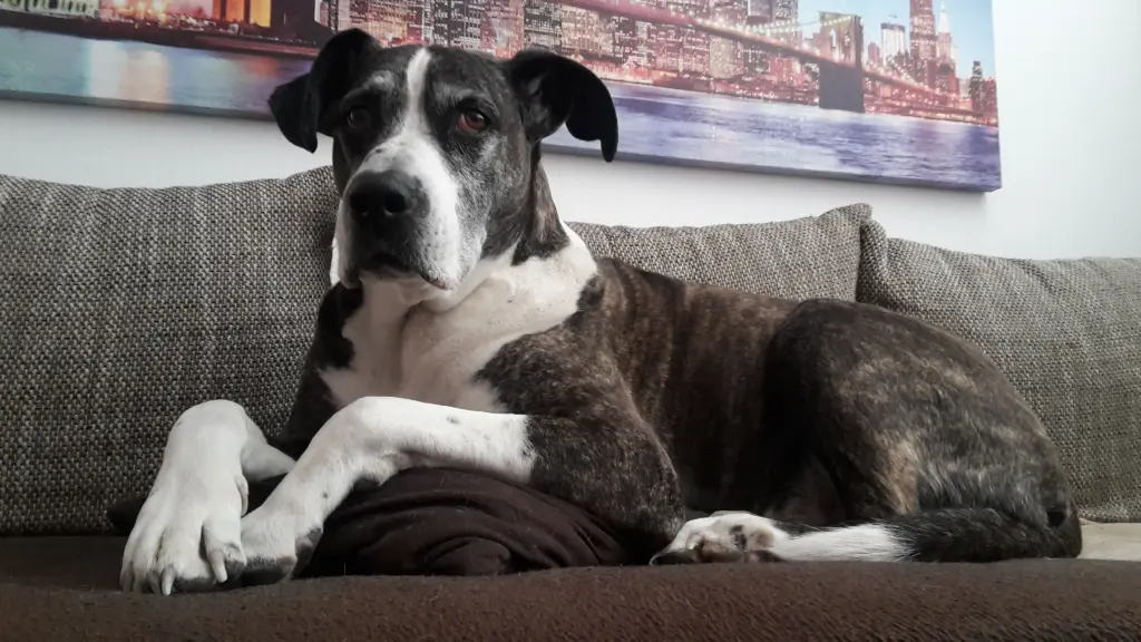 Bild von Dusty