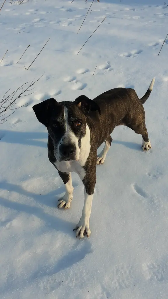 Bild von Dusty
