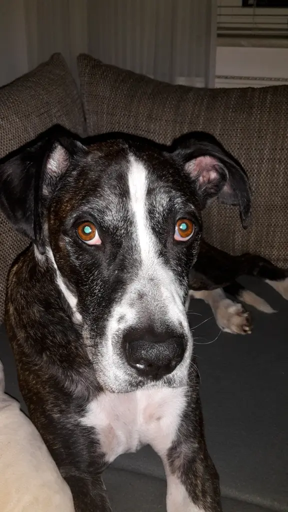 Bild von Dusty
