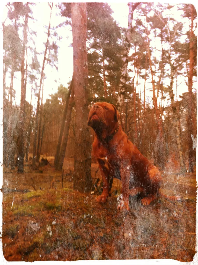 Image from Scotch