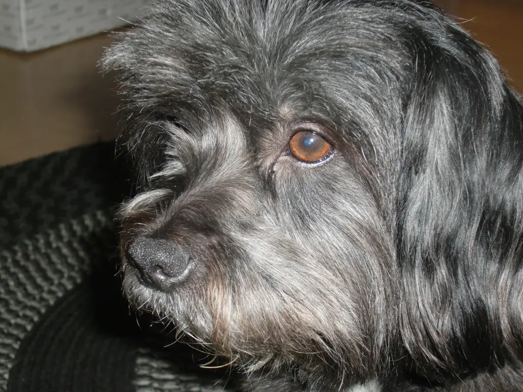 Image from Findus
