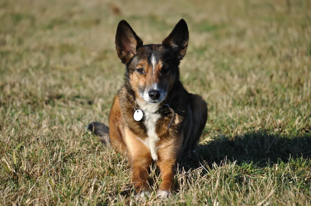 Bild von Bijou