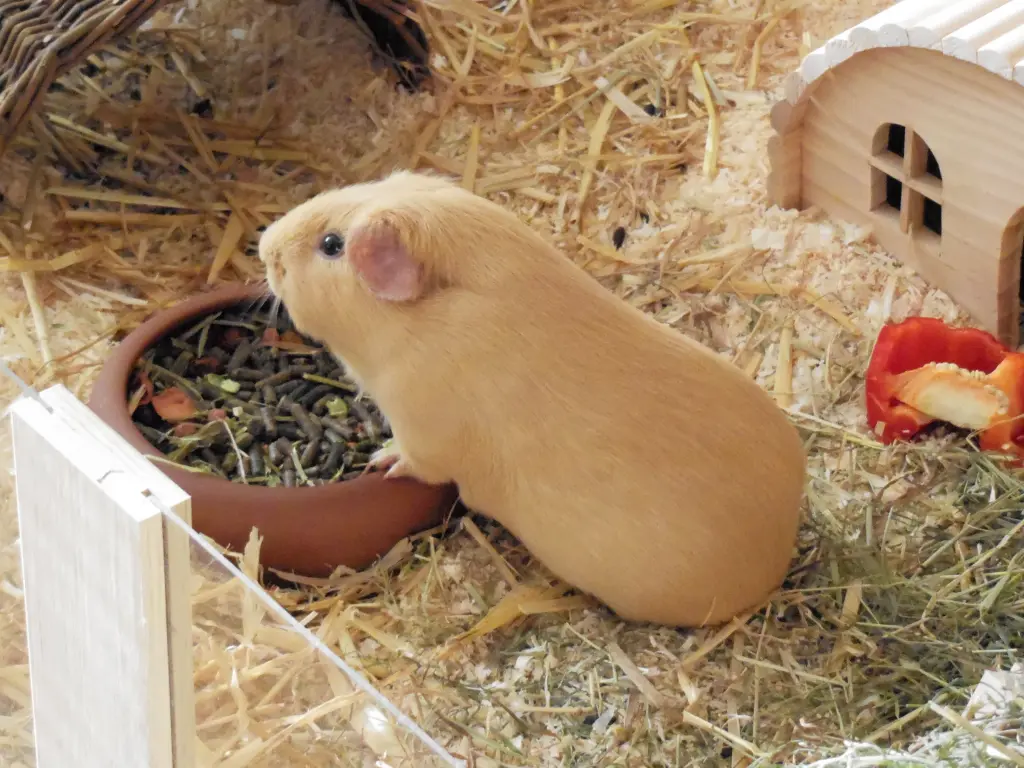 Image from Tiramisu