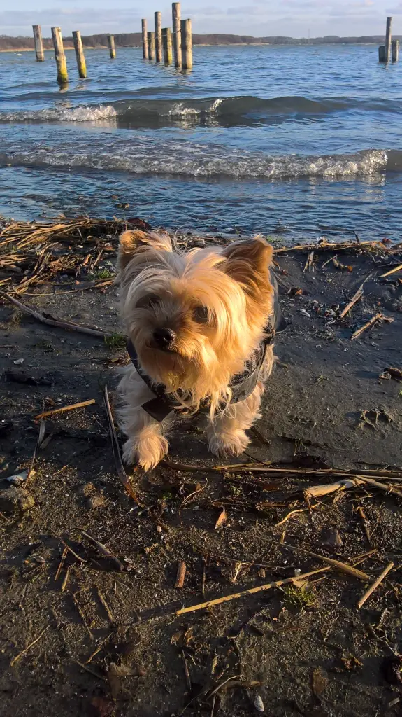 Image from Daisy