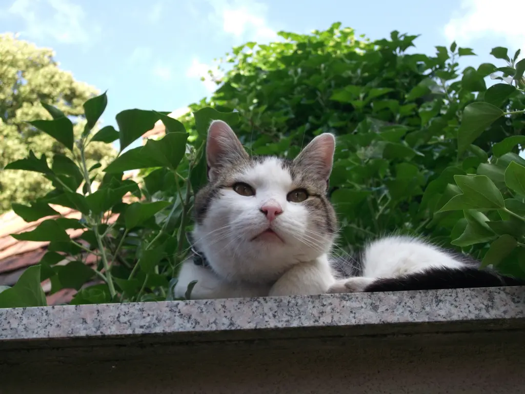 Image from Felix