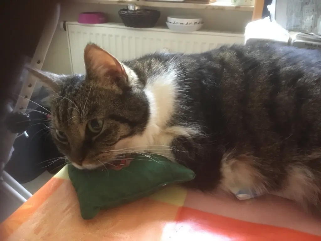 Image from Julchen