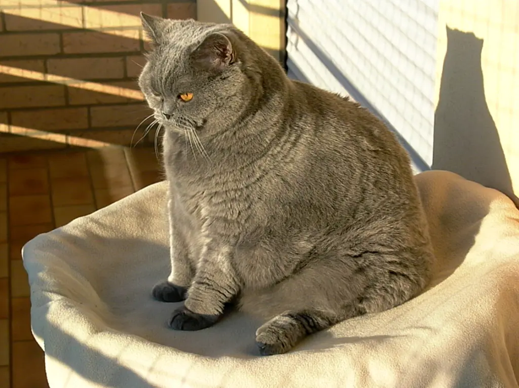 Condolence image of Hans u. Sibylle mit Momo † 13.11.2017