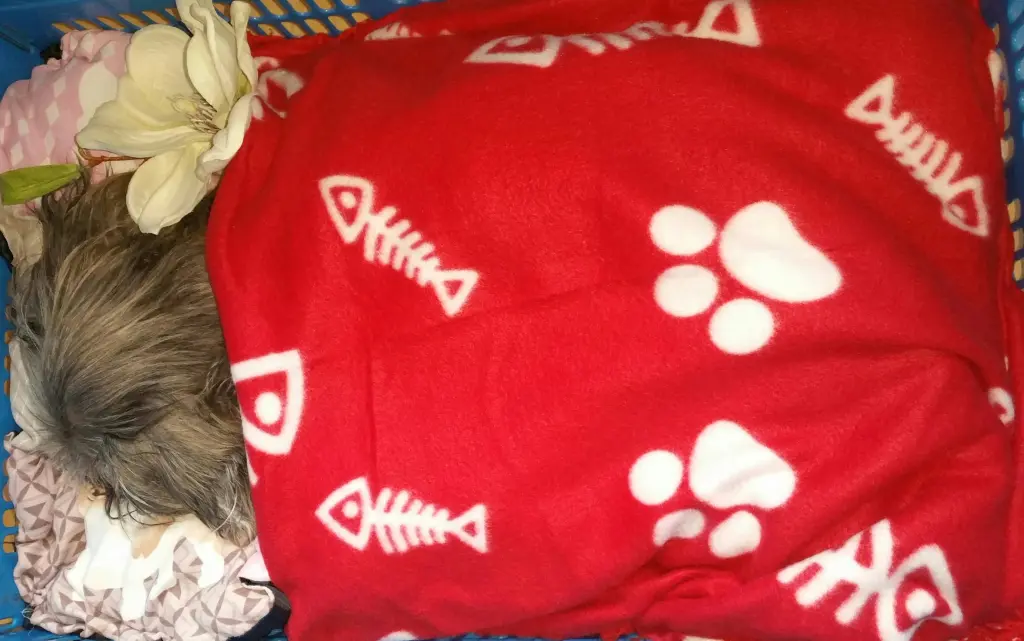 Image from Chira