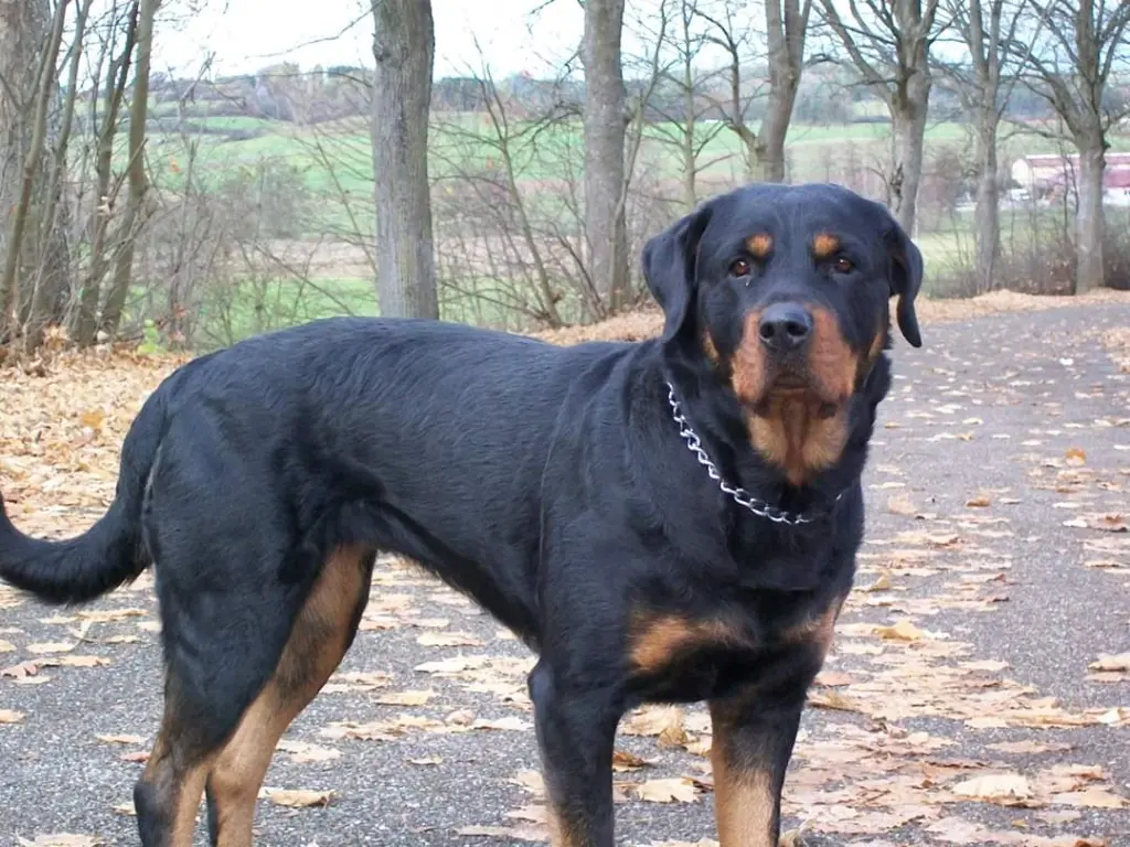 Image from Anka