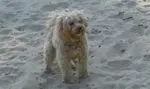 Image from Billy