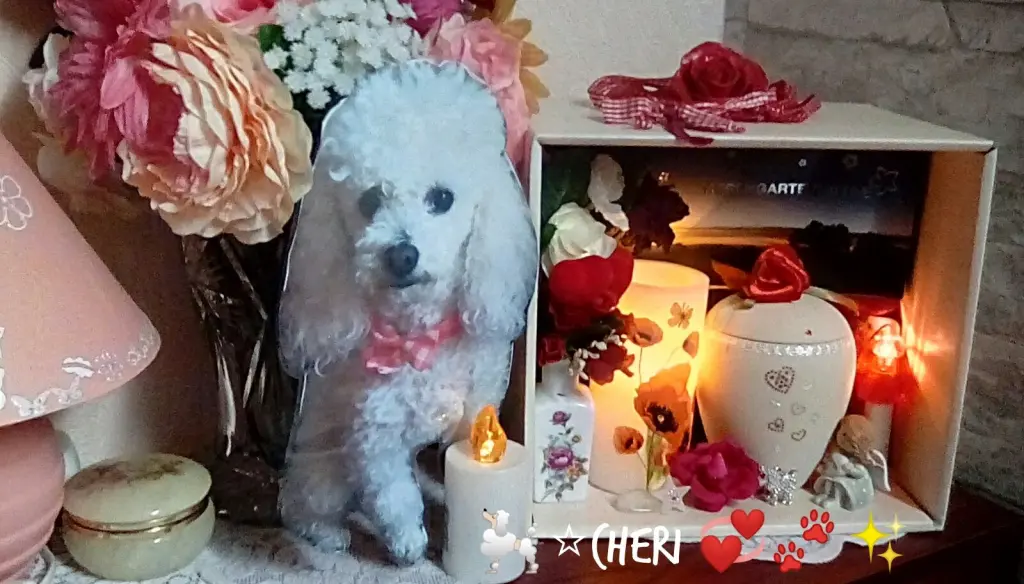 Condolence image of Angela mit Engel CHERI ⭐❤