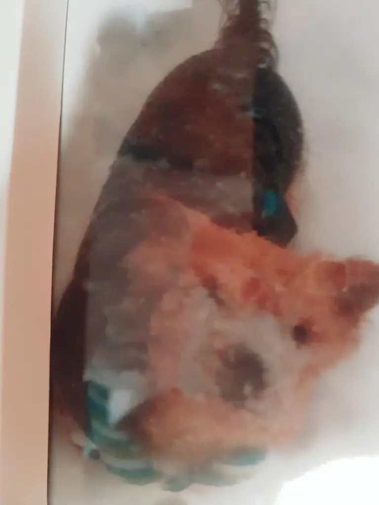 Condolence image of Rena