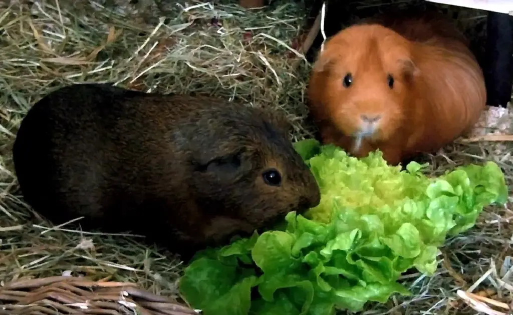 Image from Lena & Agouti