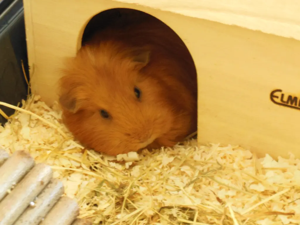 Image from Lena & Agouti