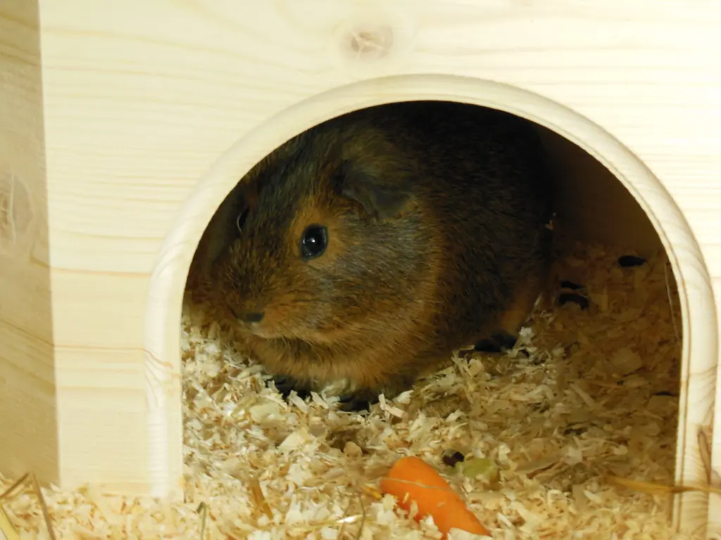 Image from Lena & Agouti