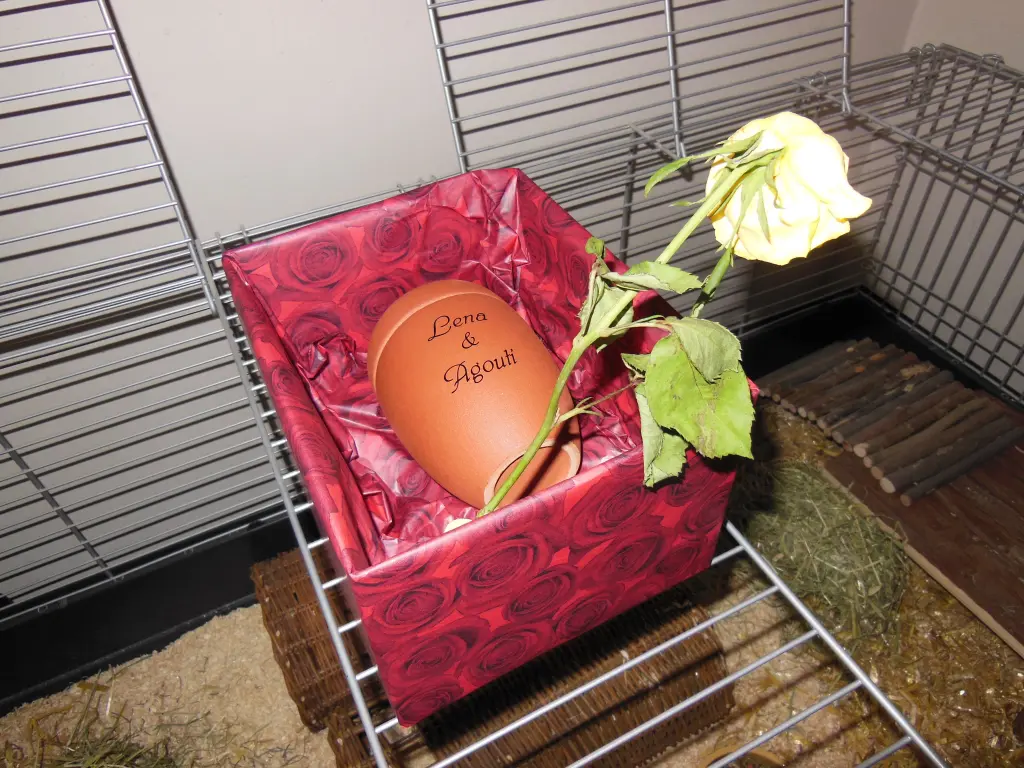 Image from Lena & Agouti