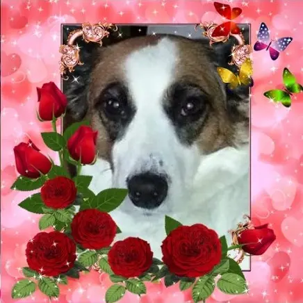 Condolence image of Renate für Dana meine kleine