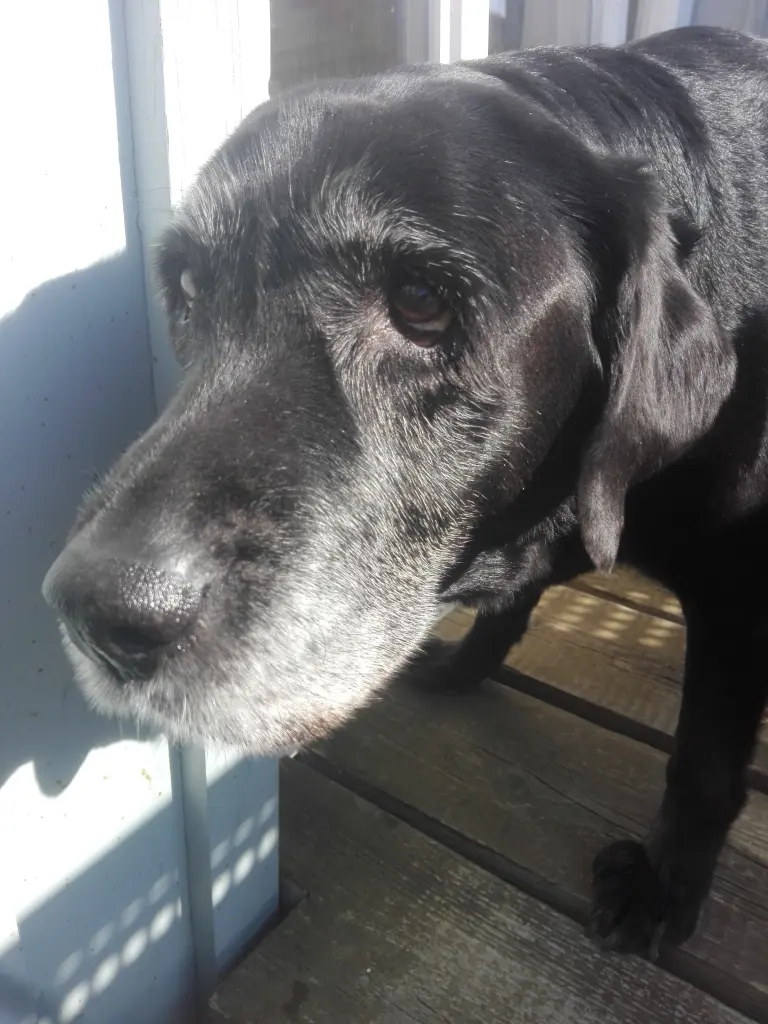 Condolence image of Marion mit Kira und Chicca für immer und ewig im Herzen♥